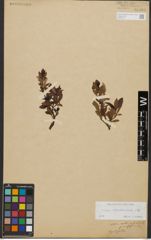 Foto von Salix waldsteiniana Willd.